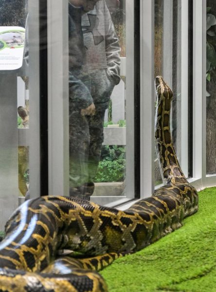 image of large snake
