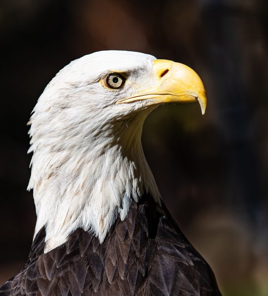 image of bald eagle